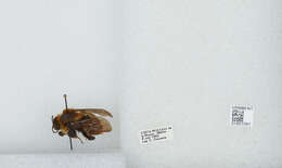 Bombus ephippiatus Say 1837 resmi