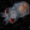 Image of Atlantic warty octopus