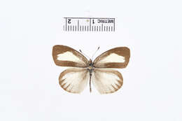 Image of Eurema nigrocincta Dognin 1889