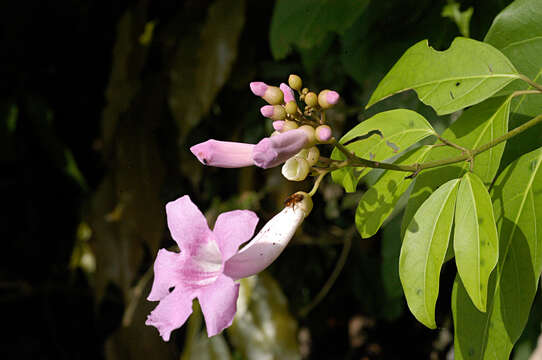 Image of Tanaecium pyramidatum (Rich.) L. G. Lohmann