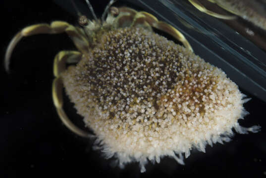 Image of Hydractinia symbiolongicarpus Buss & Yund 1989