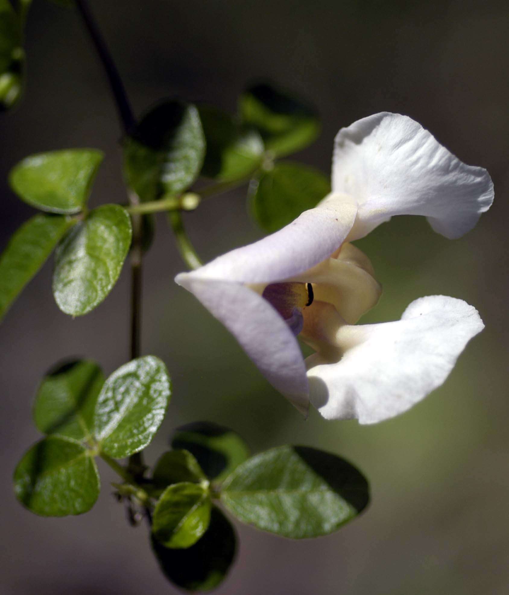 Слика од Vigna elegans (Piper) Marechal et al.