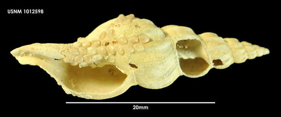 Image of Volutomitra H. Adams & A. Adams 1853