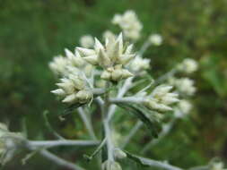 Слика од Pseudognaphalium obtusifolium (L.) O. M. Hilliard & B. L. Burtt