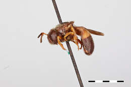 Image of Microdon fuscipennis (Macquart 1834)