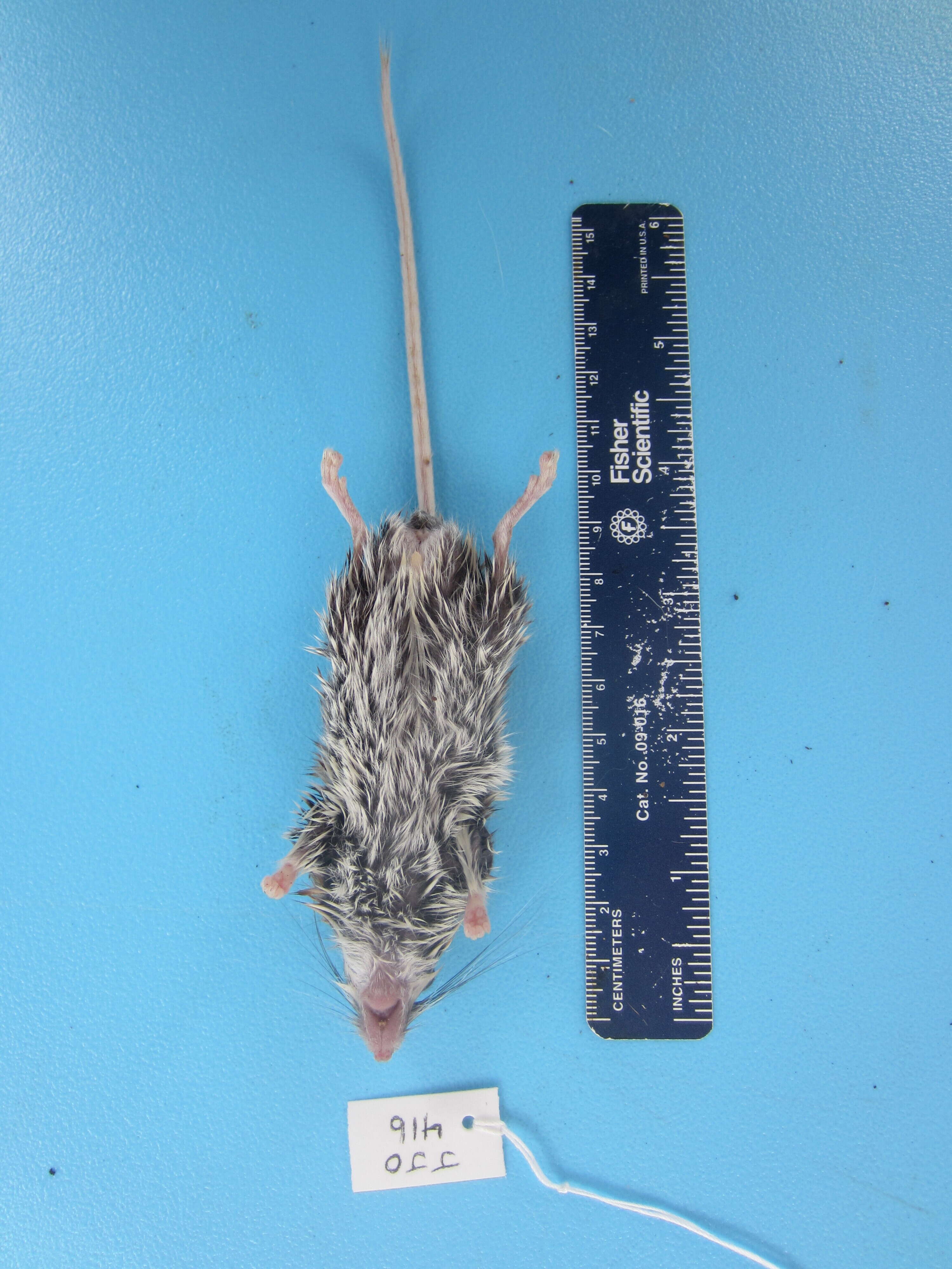 Image de Peromyscus maniculatus (Wagner 1845)