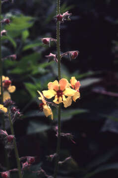 Imagem de Verbascum blattaria L.