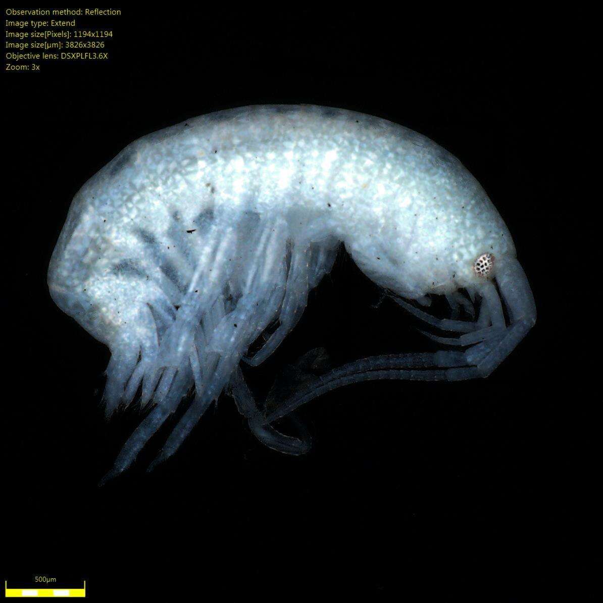 Image of Amphipoda