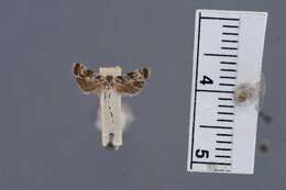 Image of Anacampsis peculella Busck
