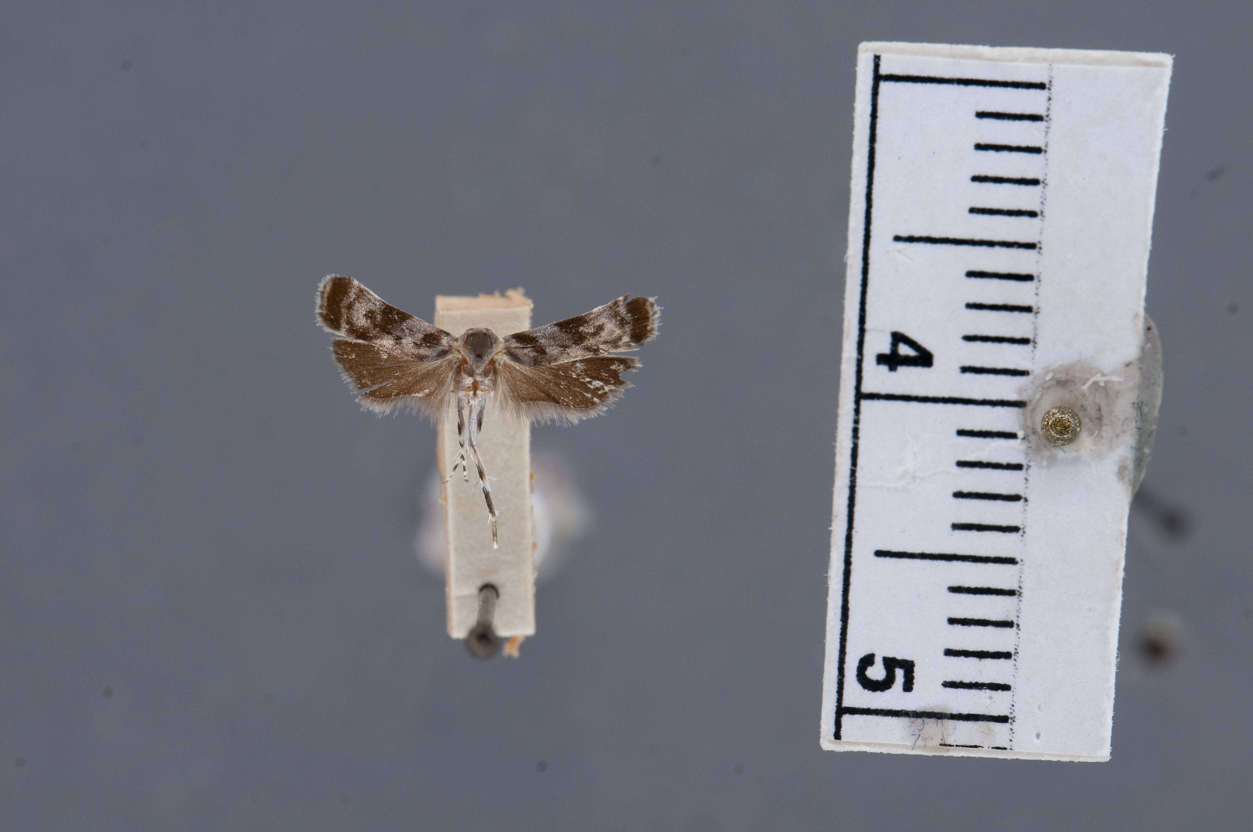 Image of Anacampsis peculella Busck