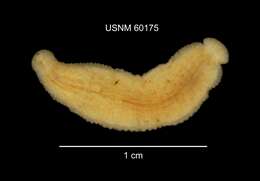 Image of turtle leech