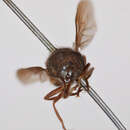 Image of Cheilosia nigripennis Williston