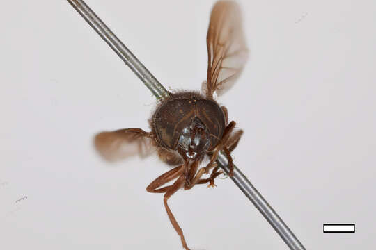 صورة Cheilosia nigripennis Williston