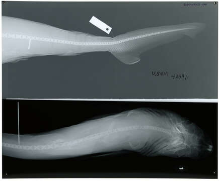 صورة Rhizoprionodon terraenovae (Richardson 1836)