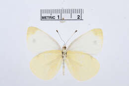 Image of Pieris ergane (Geyer 1828)