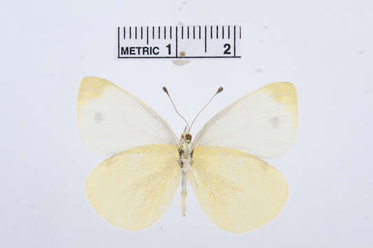 صورة Pieris ergane (Geyer 1828)