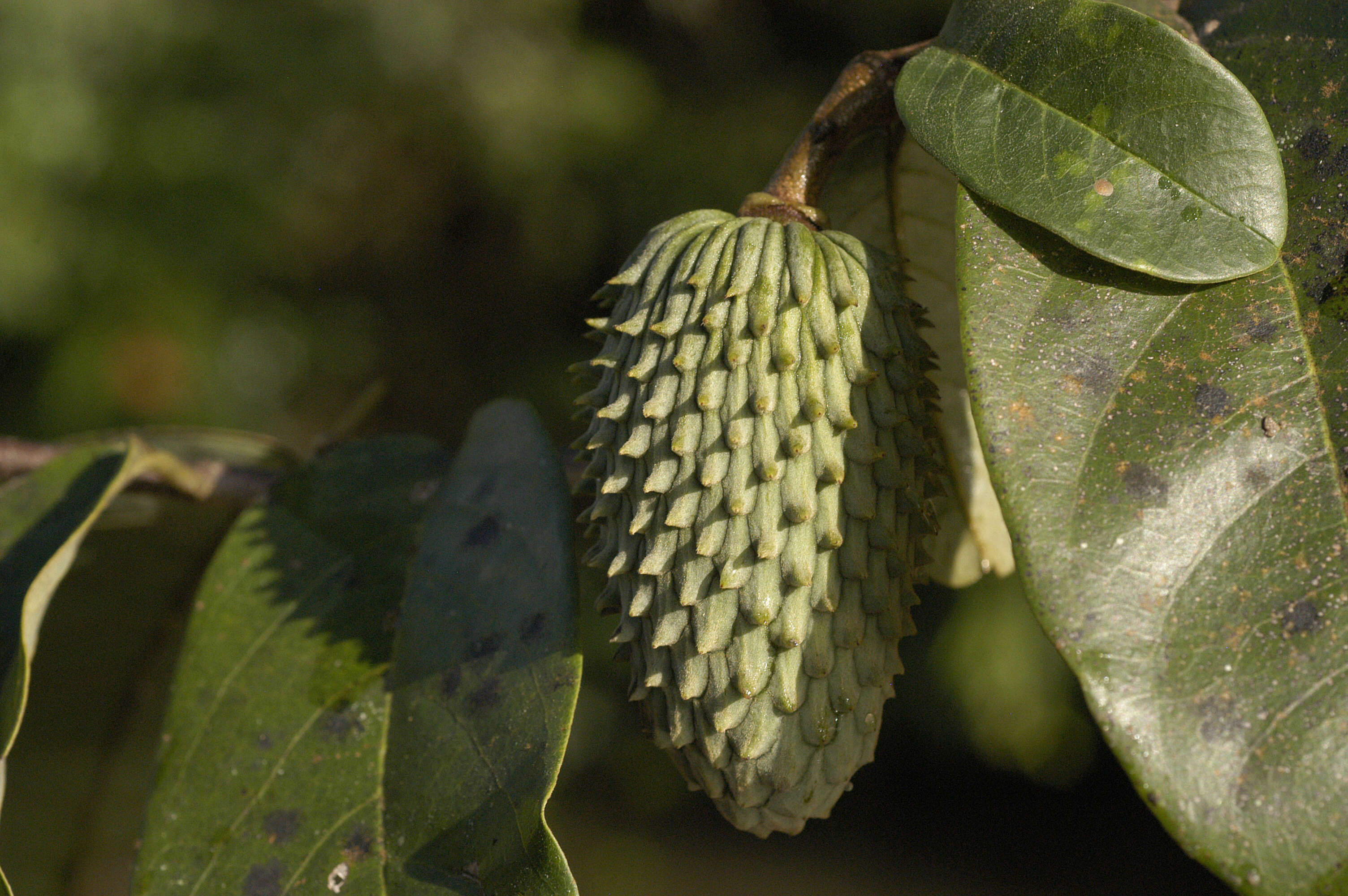 Image of Annona glauca Schumach. & Thonn.