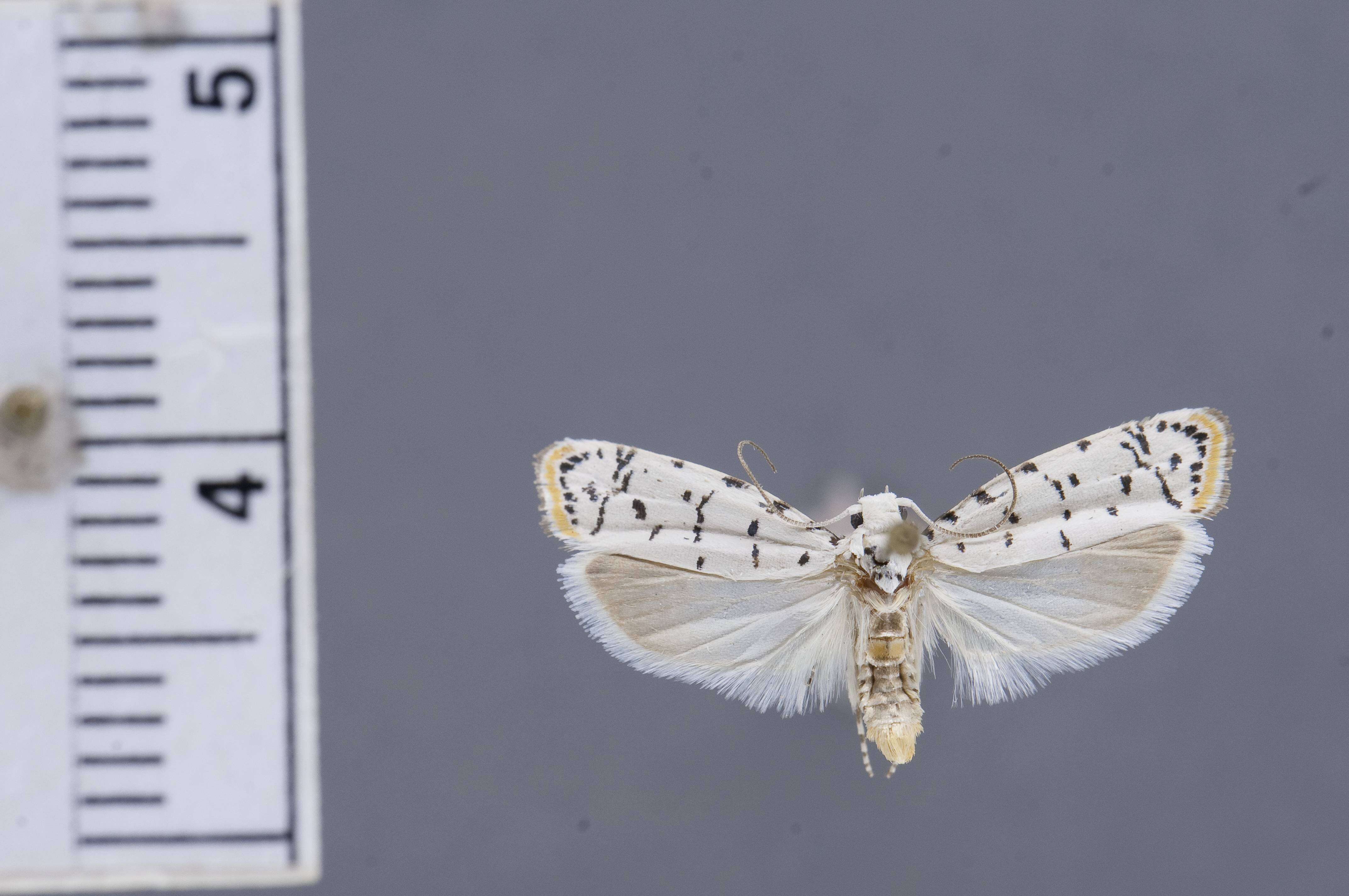 Image of Ethmia davisella Powell 1973