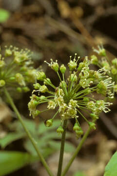 Image of wild sarsaparilla