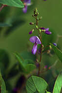 Image of Desmodium orbiculare Schltdl.