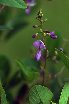 Image de Desmodium orbiculare Schltdl.