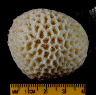 Image of lesser star coral