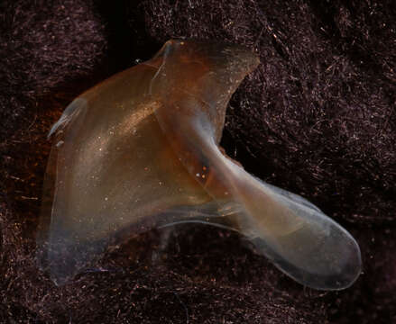 Image of arrow-finned squid