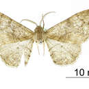 Image of Boarmia giacria Schaus