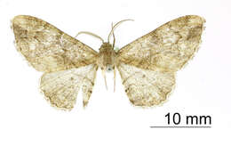 Image of Boarmia giacria Schaus