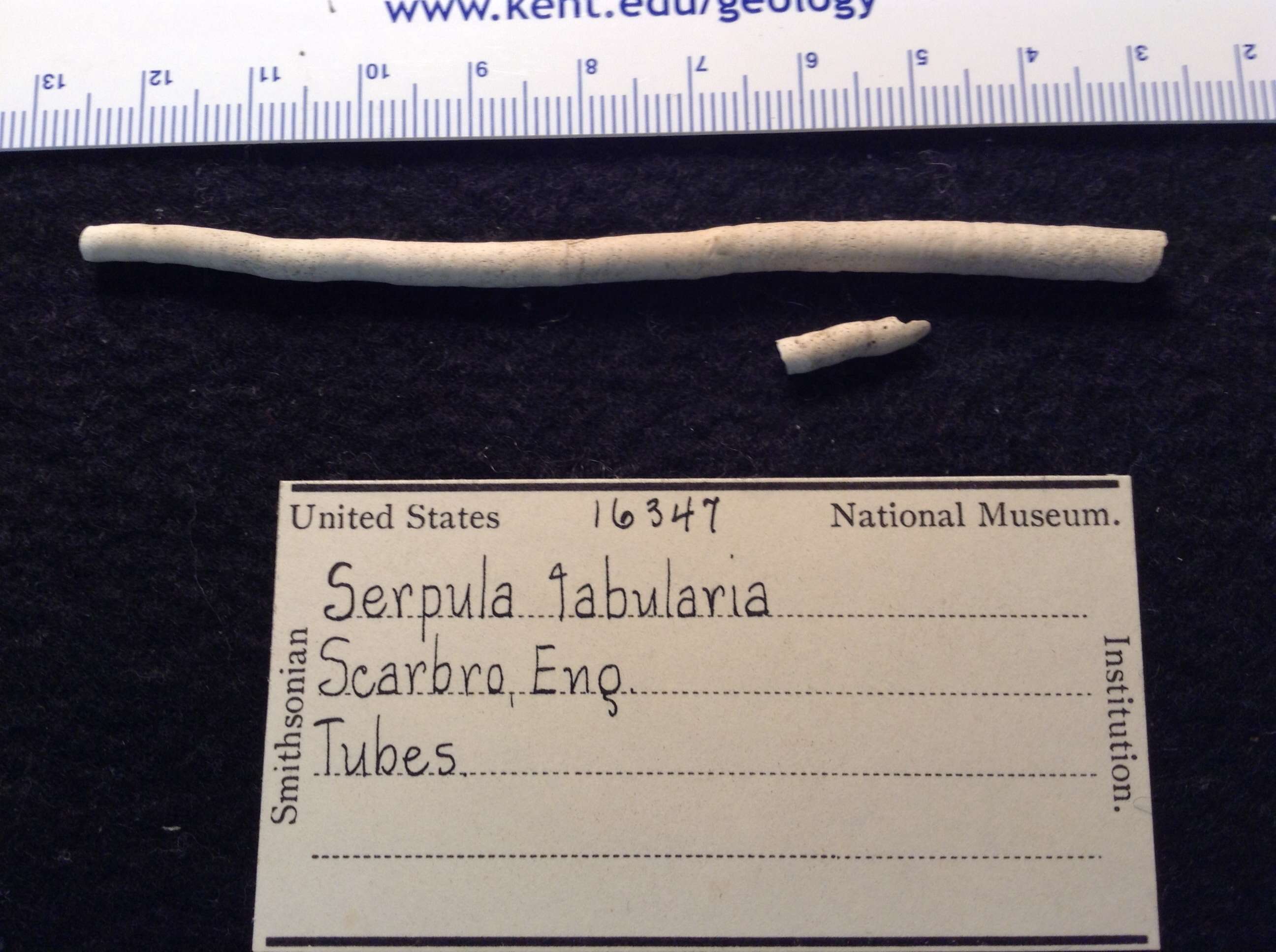 Image of Serpula tubularia Montagu 1803