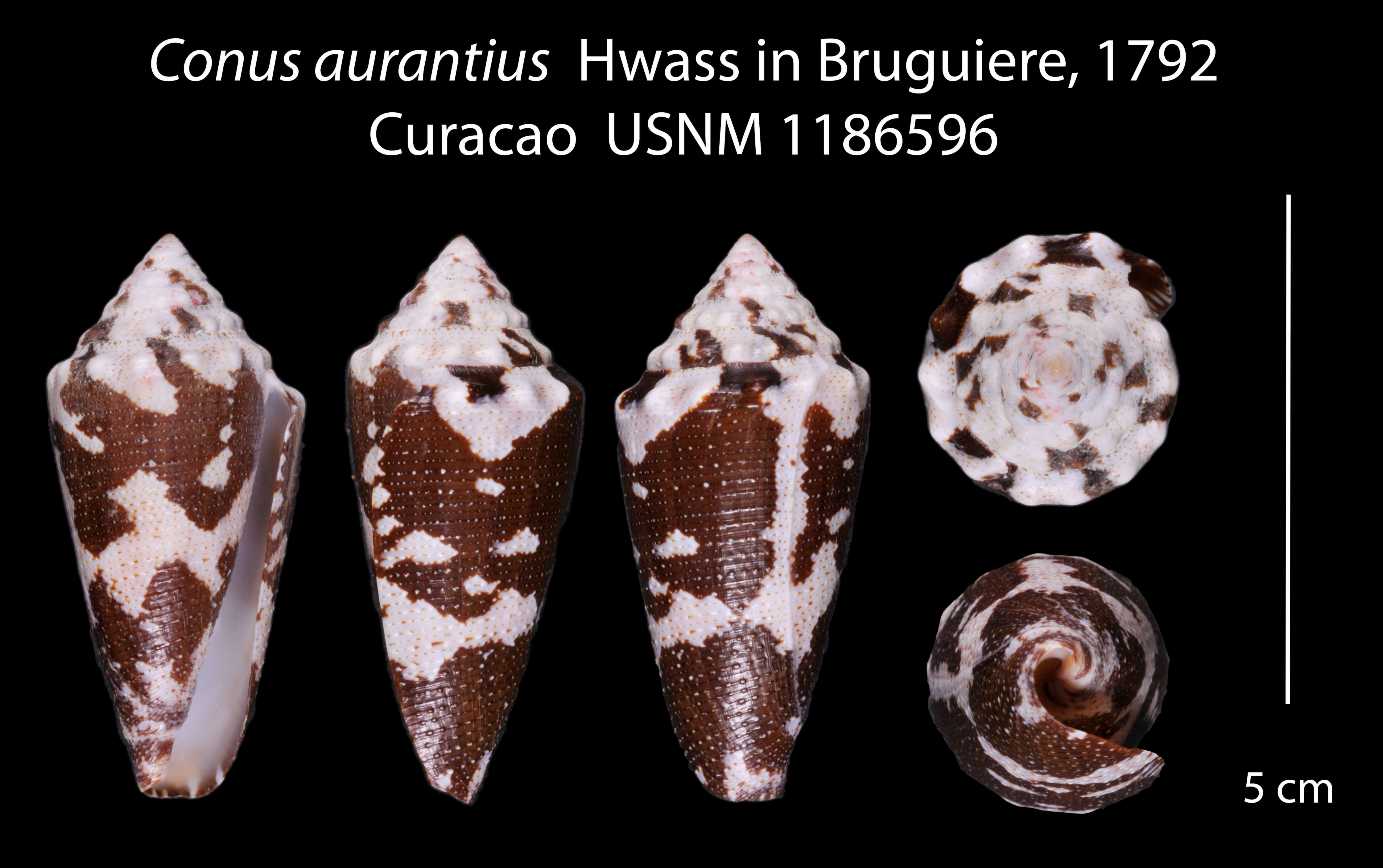 Imagem de Conus aurantius Hwass ex Bruguière 1792