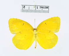 Image of Eurema nicippe Cramer 1779