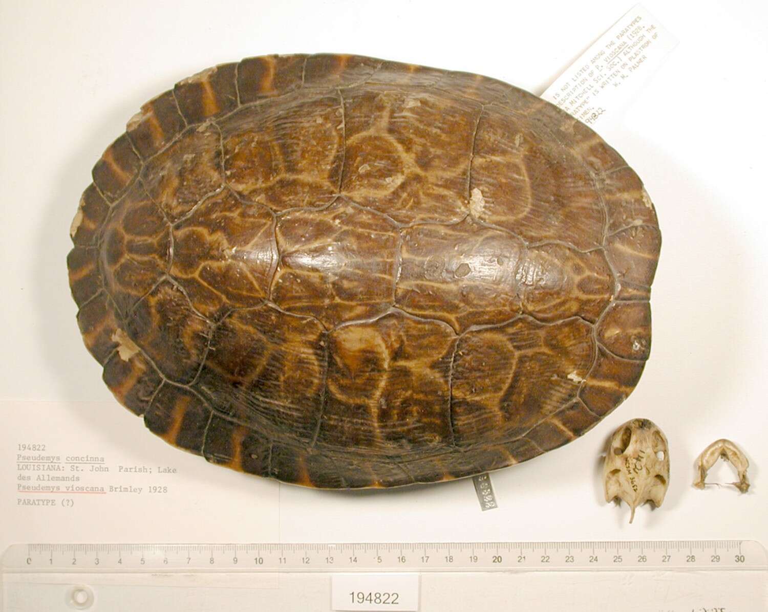 Image of Eastern River Cooter