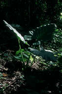 Image of Alocasia macrorrhizos (L.) G. Don