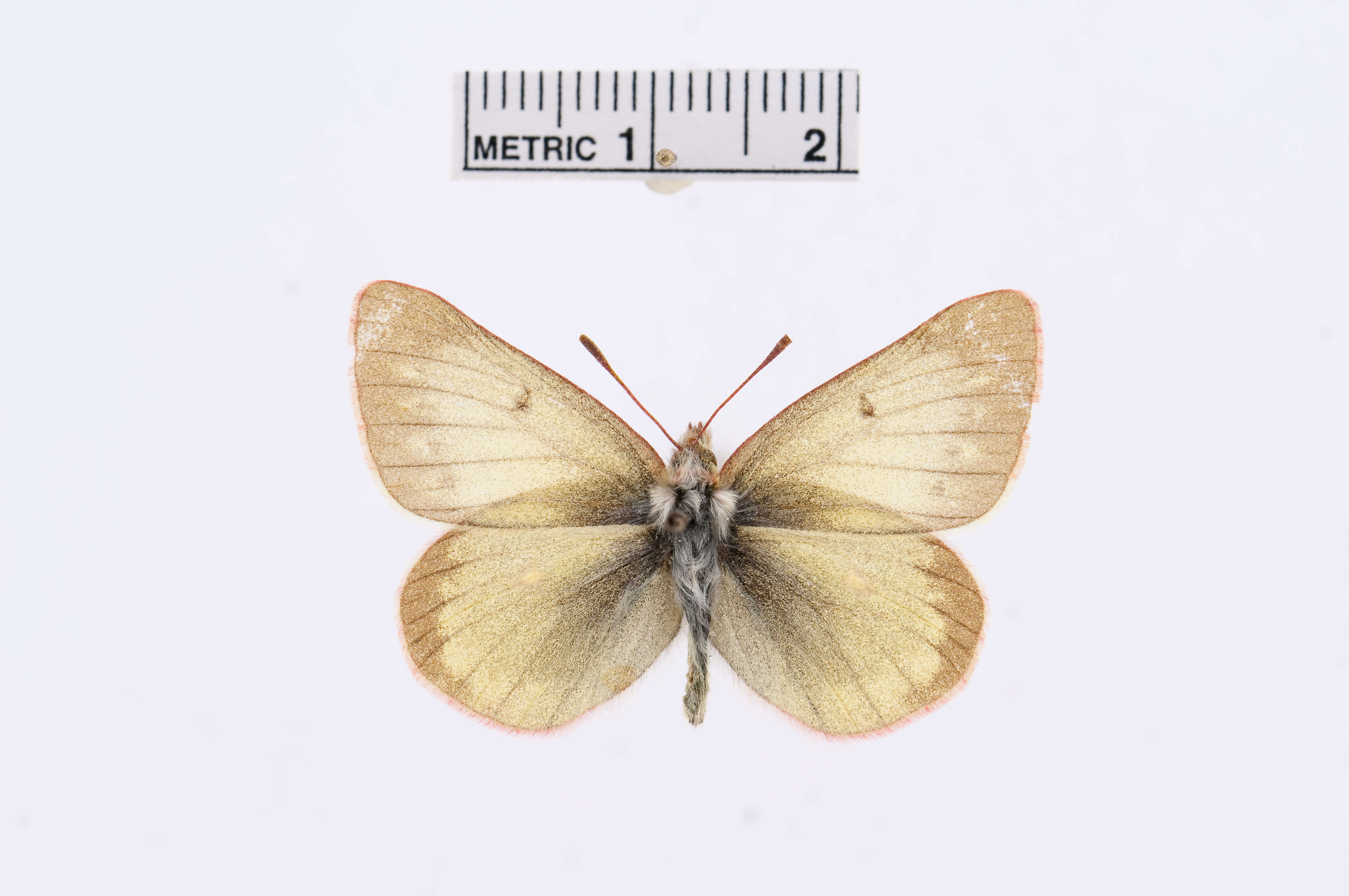 Image of Labrador Sulphur