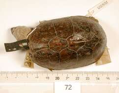 Image of Common Musk Turtle