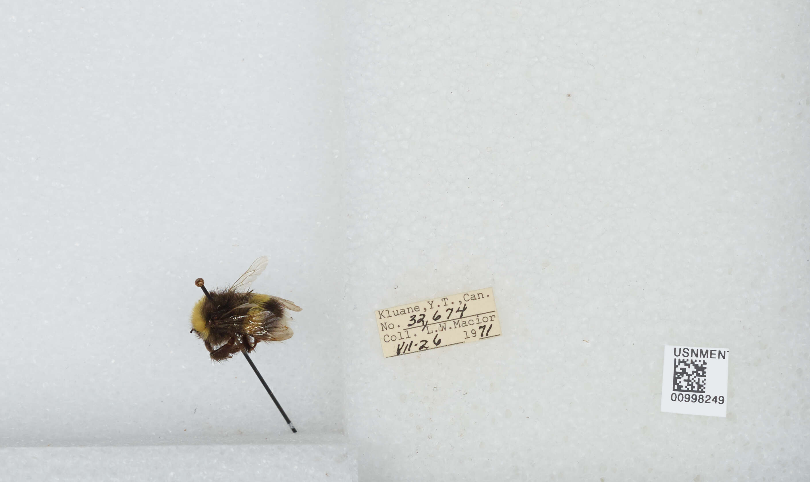 Image of White-tailed bumblebee