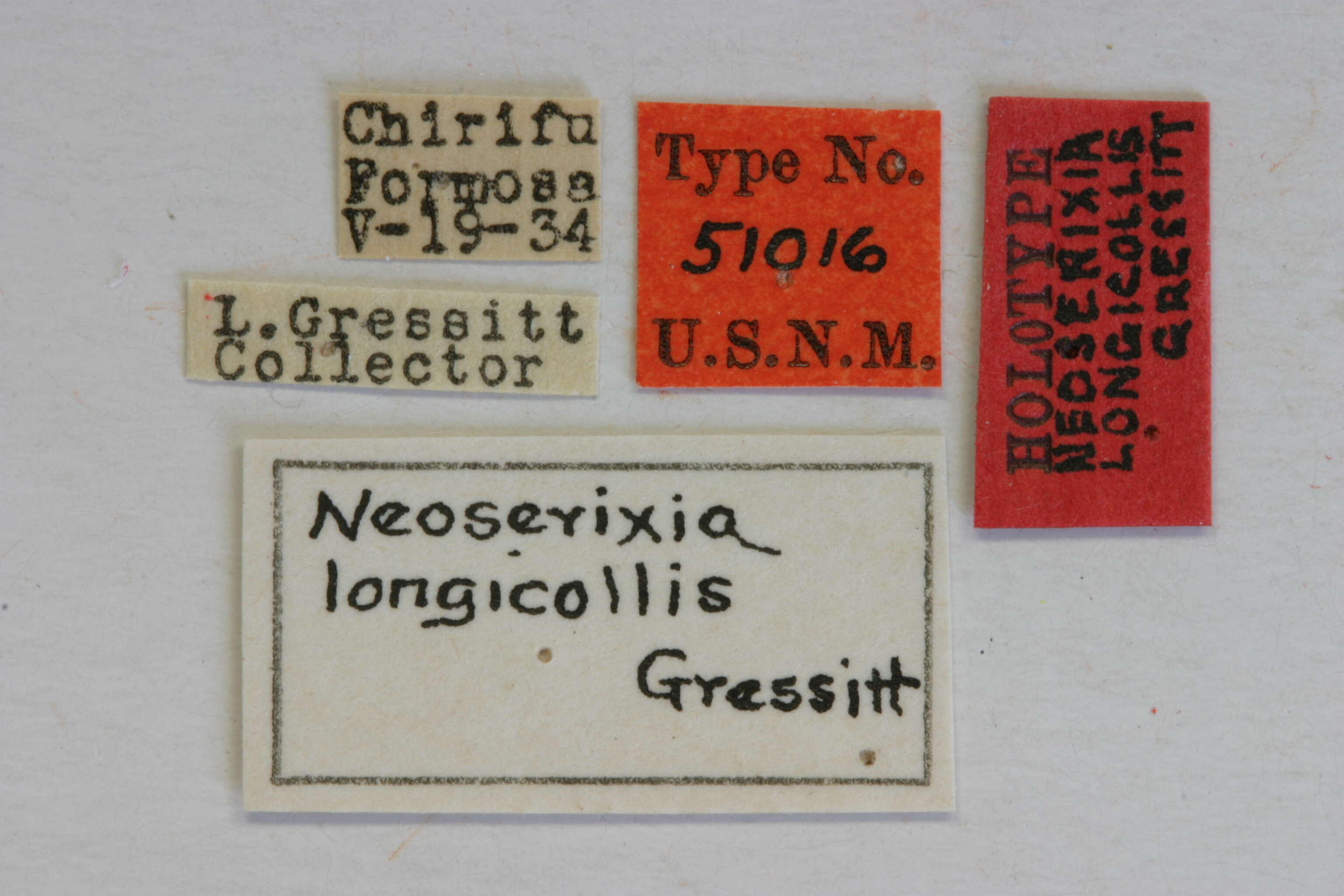 Image de Neoserixia longicollis Gressitt 1935