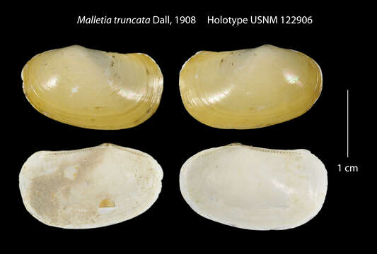 صورة Malletia truncata Dall 1908