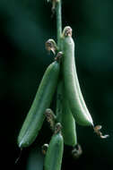 Image of smooth rattlebox