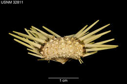 Image of Burrowing urchin