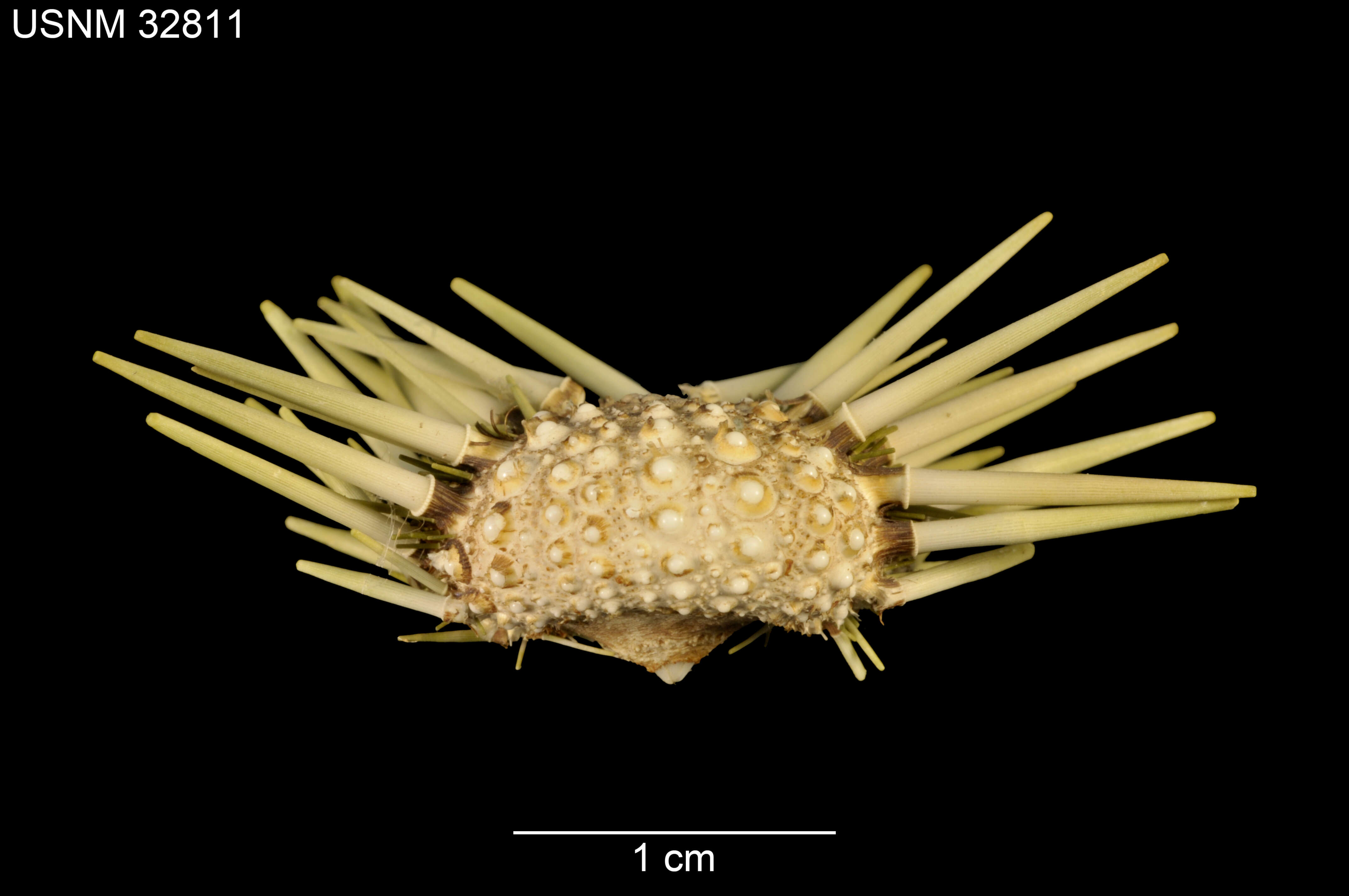 Image of Burrowing urchin