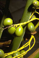 Image of Molokai pritchardia
