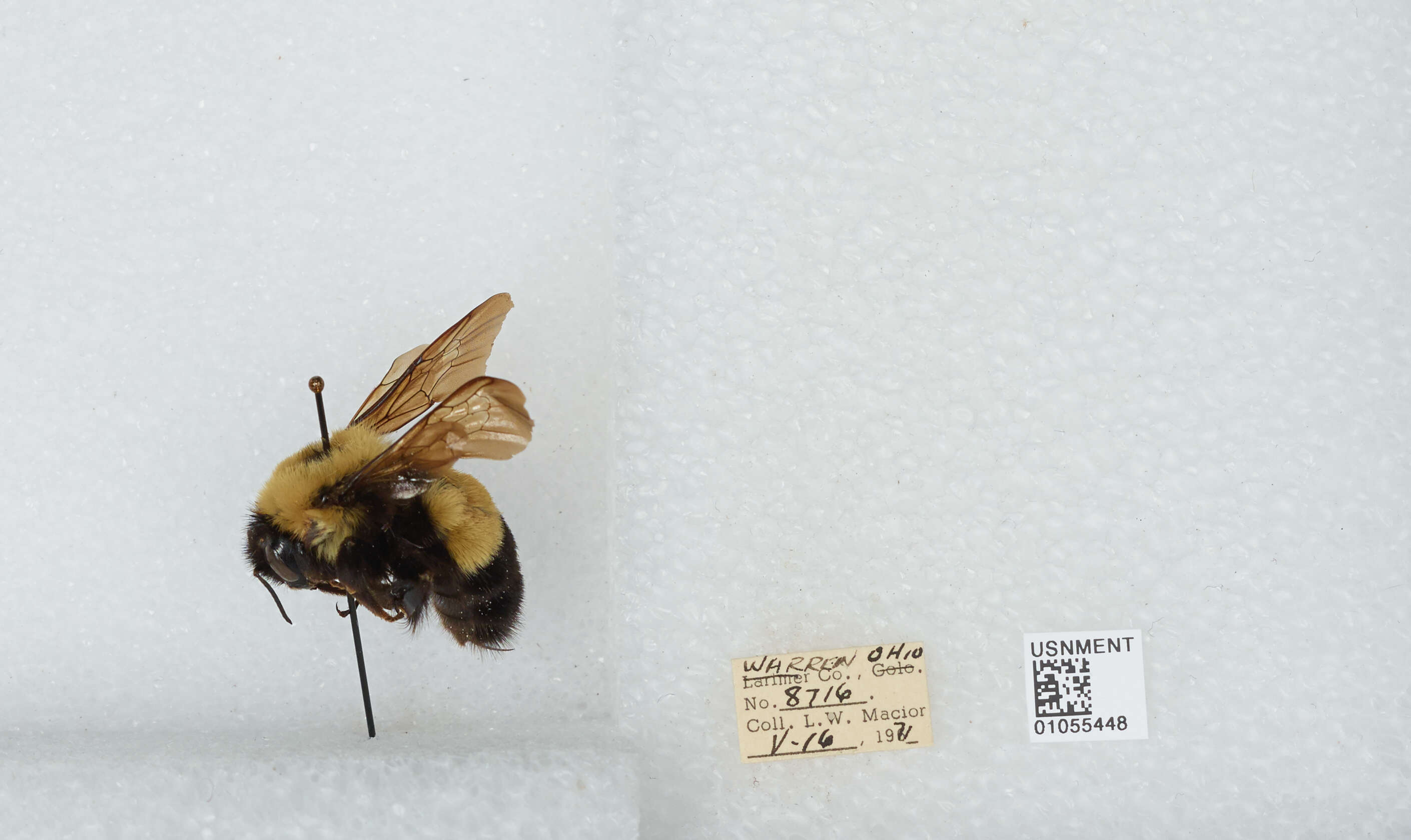 Слика од Bombus affinis Cresson 1864