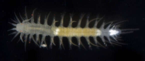 Sivun Oxydromus obscurus (Verrill 1873) kuva