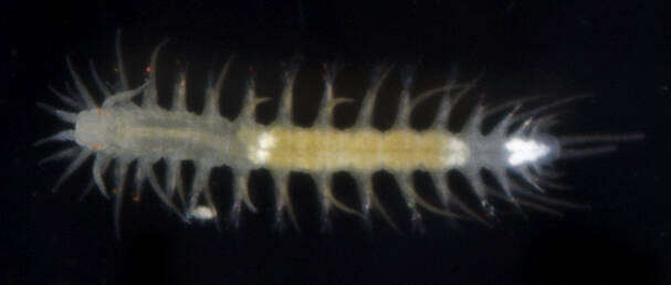 Image of Swift-footed worm