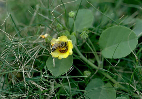 Image of yellow ‘ilima