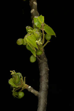 Image of gumbo limbo