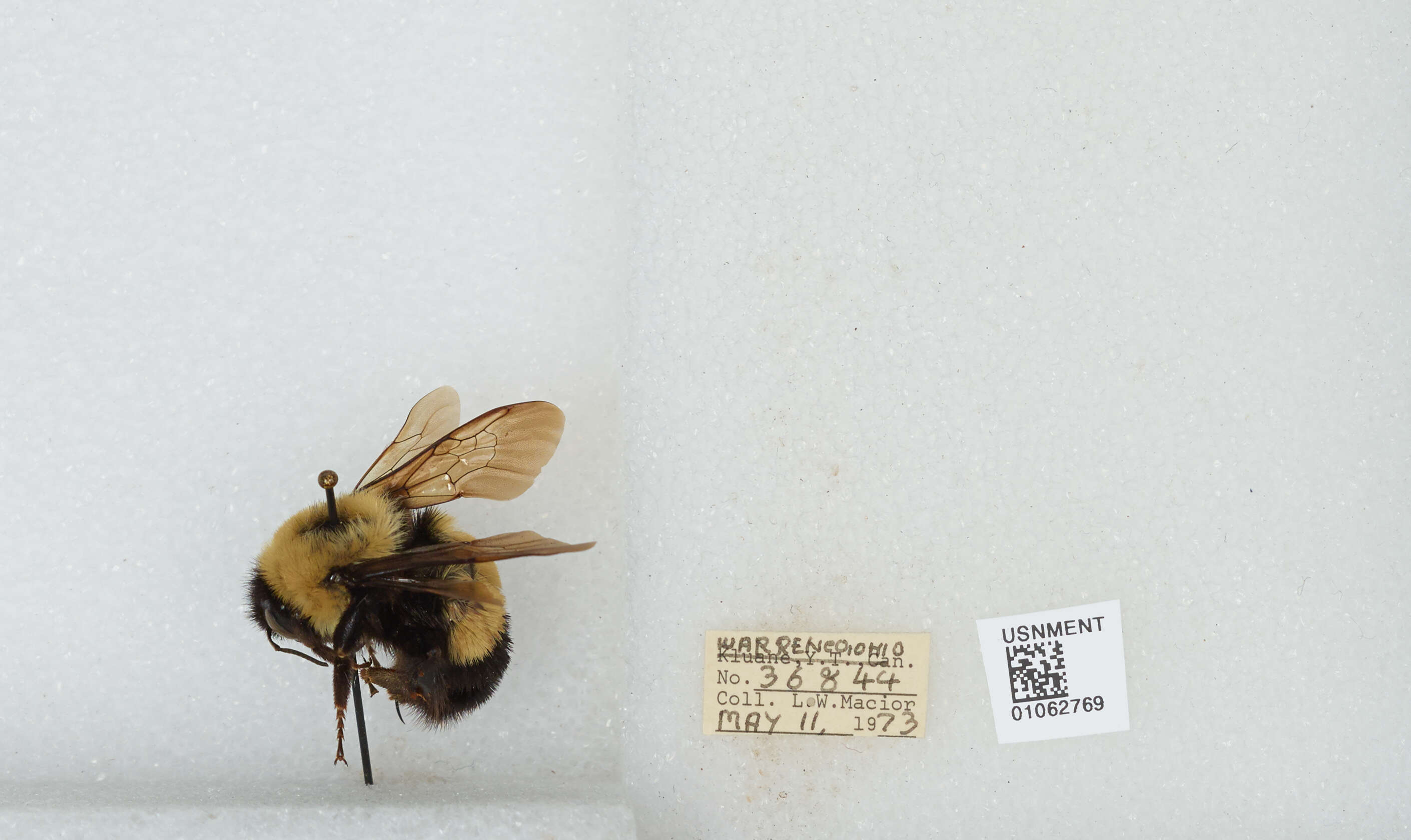 Слика од Bombus affinis Cresson 1864