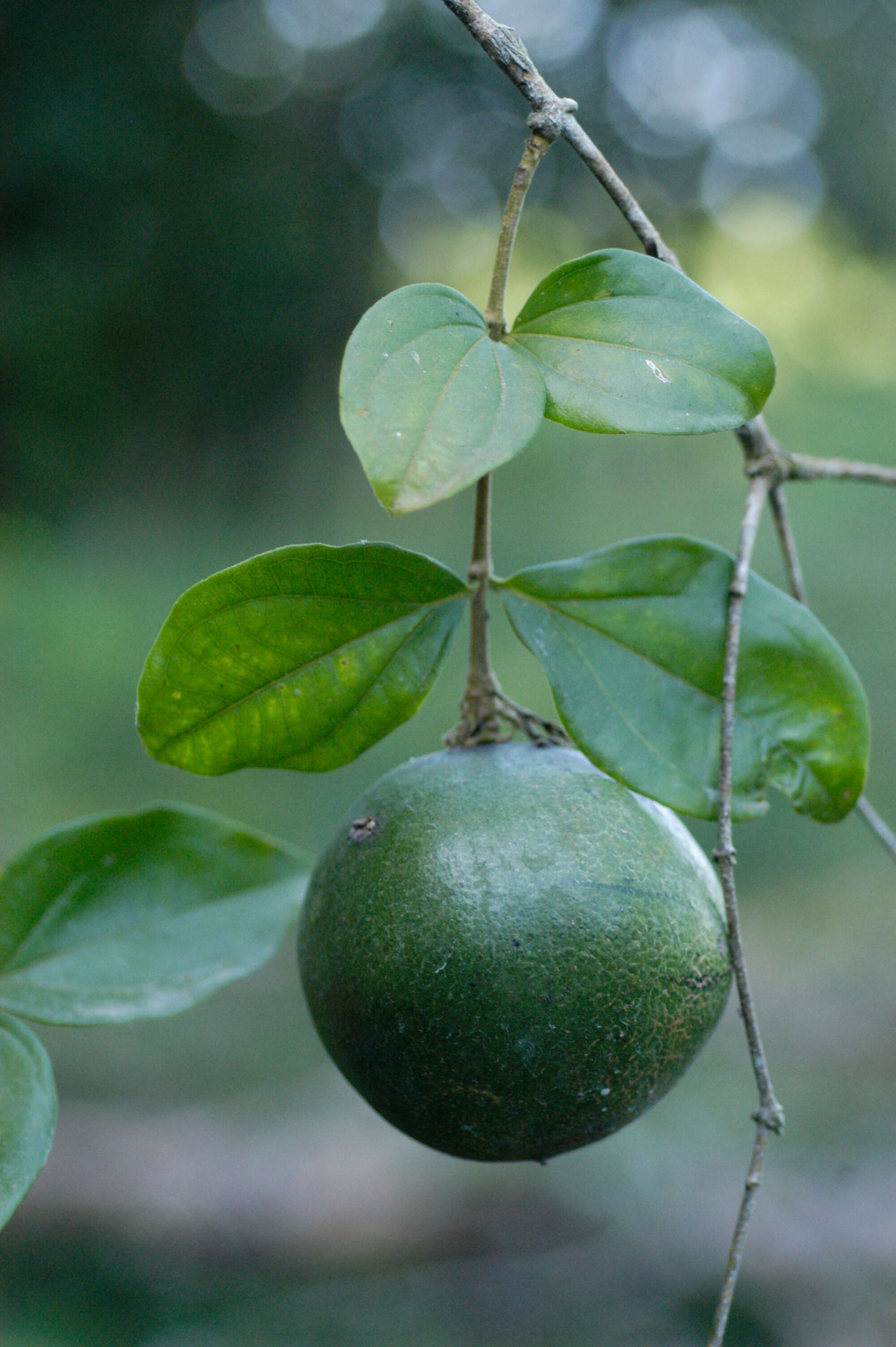 Image of Strychnos panamensis Seem.